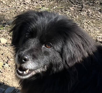 Rescue Mixed Breed Dogs for Adoption in Jamestown, California - Laitu Aka Leif | PetCurious