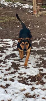 Rescue Rottweiler and German Shepherd Dog Dogs for Adoption in Chapel Hill, North Carolina - MAJESTY | PetCurious