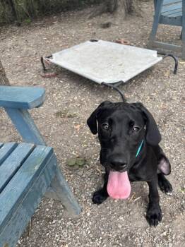 Gelato -  Labrador Retriever Dog for Adoption in Elmsford, New York - Gelato | PetCurious