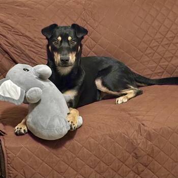Australian Kelpie and German Pinscher Dogs Available for Adoption - Casper | PetCurious
