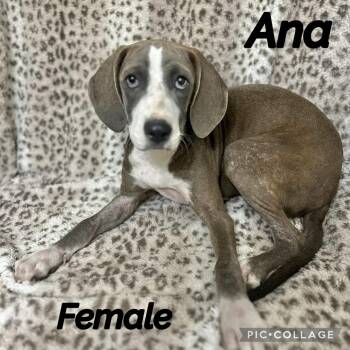Ana -  Hound Dog for Adoption in Manchester, Connecticut - Ana | PetCurious