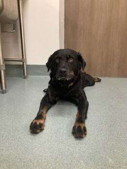 GINGER -  Labrador Retriever and Rottweiler Dog for Adoption in Baytown, Texas - GINGER | PetCurious