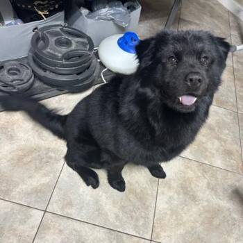 Venom -  Chow Chow and Black Labrador Retriever Dog for Adoption in Philadelphia, Pennsylvania - Venom | PetCurious