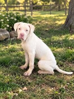 Caesar -  American Bulldog Dog for Adoption in Brownstown, Indiana - Caesar | PetCurious