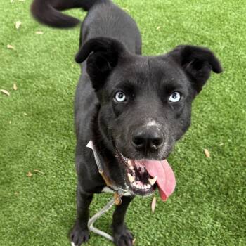 Shepherd and Mixed Breed Dogs Available for Adoption in Los Angeles, California - Deji | PetCurious