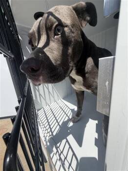 A661839 -  Pit Bull Terrier Dog for Adoption in Houston, Texas - A661839 | PetCurious