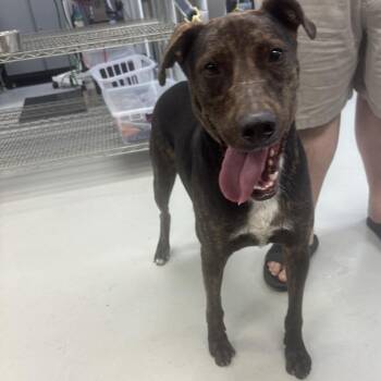 Joey Tribbiani -  Mixed Breed Dog for Adoption in Houston, Texas - Joey Tribbiani | PetCurious