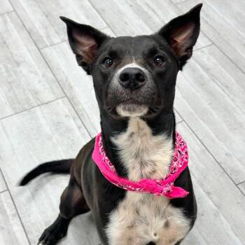 Sasha -  Mixed Breed Dog for Adoption in Austin, Texas - Sasha | PetCurious