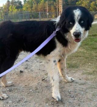 Kaiser -  Border Collie and Australian Shepherd Dog for Adoption in Wando, South Carolina - Kaiser | PetCurious