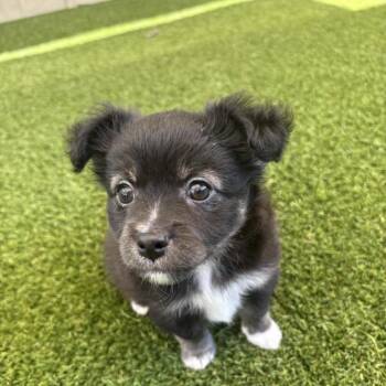 Yuki 2170 -  Terrier Dog for Adoption in Loxahatchee Groves, Florida - Yuki 2170 | PetCurious