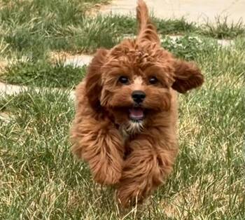 Archie -  Cavalier King Charles Spaniel and Poodle Dog for Adoption in WDM, Iowa - Archie | PetCurious