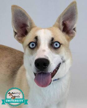 Callahan -  Cattle Dog Dog for Adoption in Kennesaw, Georgia - Callahan | PetCurious