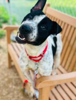 Taz FKA 22 -  Mixed Breed Dog for Adoption in West Chester, Pennsylvania - Taz FKA 22 | PetCurious
