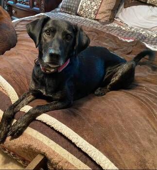 Rescue Labrador Retriever Dogs for Adoption in Blairsville, Georgia - JUNIPER | PetCurious