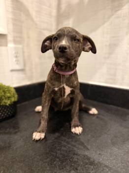 Rescue Plott Hound and Mountain Cur Dogs for Adoption in Mt. Juliet, Tennessee - Mainie (McMinnville St. Pup) | PetCurious