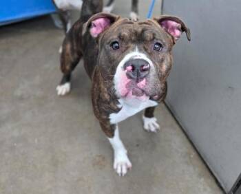 Mixed Breed Dogs Available for Adoption - PUDDLES | PetCurious