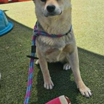 Bonita -  Shiba Inu Dog for Adoption in Glendale, Arizona - Bonita | PetCurious