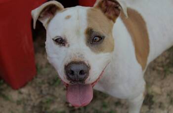Hercules -  Staffordshire Bull Terrier and Pit Bull Terrier Dog for Adoption in Willis, Texas - Hercules | PetCurious