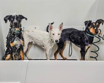 Shepherd Dogs Available for Adoption - Wabi Sabi | PetCurious