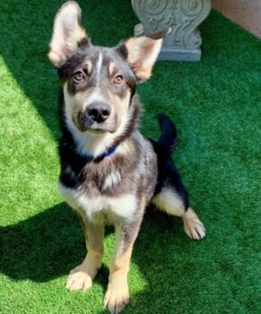 German Shepherd Dog Dogs Available for Adoption in San Marcos, California - SAVE ME PLEASE! Froto #A550389 | PetCurious