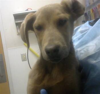 German Shepherd Dog and Mixed Breed Dogs Available for Adoption in Albuquerque, New Mexico - AURORA | PetCurious