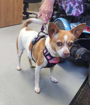 Muffin -  Chihuahua Dog for Adoption in Zimmerman, Minnesota - Muffin | PetCurious
