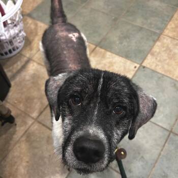 Monkfruit -  Mixed Breed Dog for Adoption in Chattanooga, Tennessee - Monkfruit | PetCurious