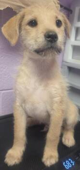 Fox Terrier and Mixed Breed Dogs Available for Adoption in El Paso, Texas - 61070024 | PetCurious
