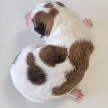 Mixed Breed Dogs Available for Adoption in Parker, Colorado - 447 (2026) Churro | PetCurious