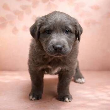 Labrador Retriever and Great Pyrenees Dogs Available for Adoption in Morganton, North Carolina - Jalapeno Nachos | PetCurious