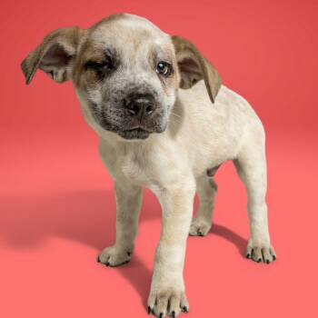 Cattle Dog Dogs Available for Adoption in Armonk, New York - AAD Upcoming Arrival!  Birdock - 26088 | PetCurious