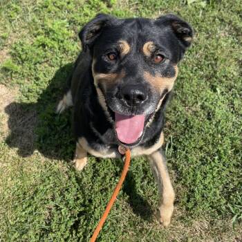 Boots -  Mixed Breed Dog for Adoption in Nashville, Indiana - Boots | PetCurious