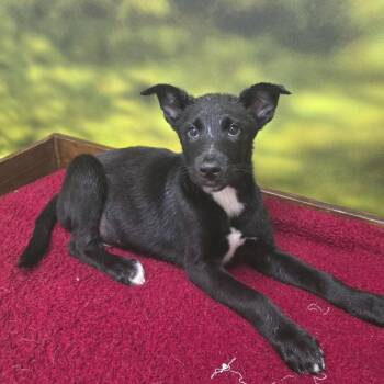 Shepherd Dogs Available for Adoption - Dean | PetCurious