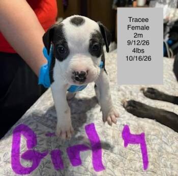 Tracee -  American Staffordshire Terrier Dog for Adoption in Welling, Oklahoma - Tracee | PetCurious