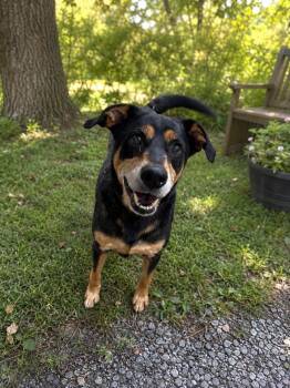 Levi -  German Shepherd Dog Dog for Adoption in Steger, Illinois - Levi | PetCurious