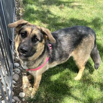 SHADOW -  Shepherd Dog for Adoption in Cashmere, Washington - SHADOW | PetCurious