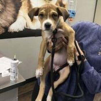 Lucky Williams -  Boxer Dog for Adoption in St. Louis, Missouri - Lucky Williams | PetCurious