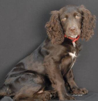 Boykin Spaniel and Goldendoodle Dogs Available for Adoption in Newland, North Carolina - Finn | PetCurious