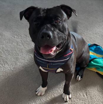 Rescue American Bulldog and Black Labrador Retriever Dogs for Adoption in Appin, Ontario - Crosby | PetCurious