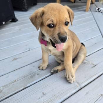 Mixed Breed Dogs Available for Adoption in Saskatoon, Saskatchewan - Rayne | PetCurious