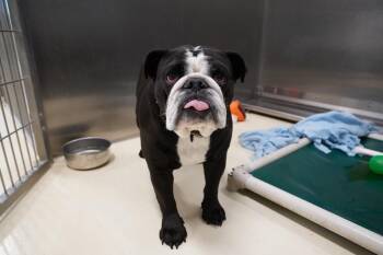 Axle -  English Bulldog Dog for Adoption in Kalamazoo, Michigan - Axle | PetCurious