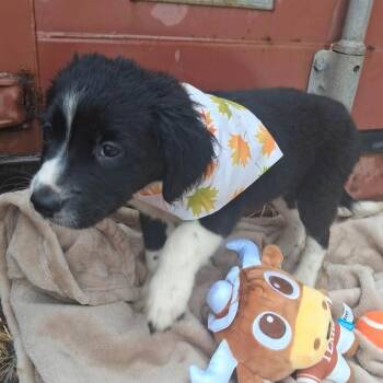 Montoya -  Border Collie and Terrier Dog for Adoption in Ferndale, Michigan - Montoya | PetCurious