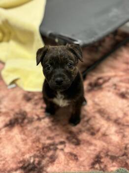 Fawn -  Cattle Dog and Terrier Dog for Adoption in Phoenix, Arizona - Fawn | PetCurious