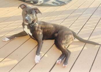 Rescue Pit Bull Terrier and Whippet Dogs for Adoption in San Antonio, Texas - Clover | PetCurious