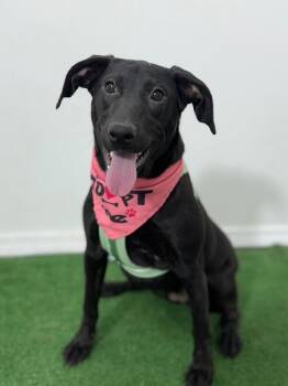 Macchiato-One of our Amazing Rescue Dogs -  Black Labrador Retriever and Whippet Dog for Adoption in Carlsbad, California - Macchiato-One Of Our Amazing Rescue Dogs | PetCurious