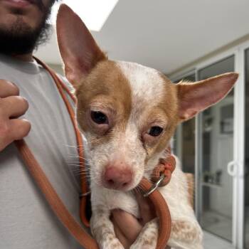 Osa -  Chihuahua Dog for Adoption in Ojai, California - Osa | PetCurious
