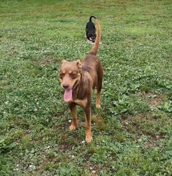 Johnna -  Mixed Breed Dog for Adoption in Clay City, Kentucky - Johnna | PetCurious