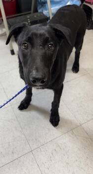 Labrador Retriever and Mixed Breed Dogs Available for Adoption in San Antonio, Texas - Maverick | PetCurious