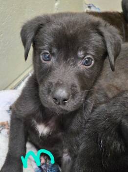 Mixed Breed and Labrador Retriever Dogs Available for Adoption in Crandon, Wisconsin - Douglas | PetCurious