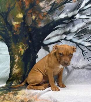 Pit Bull Terrier Dogs Available for Adoption - 251952  Munchie | PetCurious